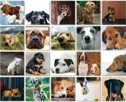 Remember - Remember Memory Spel Dogs -Goedkope kaartspellen winkel 550x200