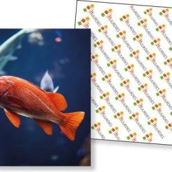 Huurdies Cadeautip! Vissen Memory - Vissen- Memory Spel - 70 Stuks - Schoencadeautjes Sinterklaas -Goedkope kaartspellen winkel 550x383 1