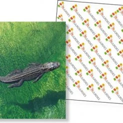 Huurdies Cadeautip! Reptielen Memory - Reptielen Soorten - Memory Spel - 70 Stuks - Schoencadeautjes Sinterklaas -Goedkope kaartspellen winkel 550x386 2