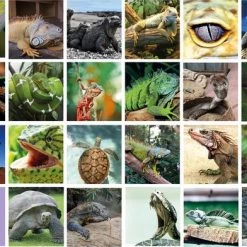 Huurdies Cadeautip! Reptielen Memory - Reptielen Soorten - Memory Spel - 70 Stuks - Schoencadeautjes Sinterklaas